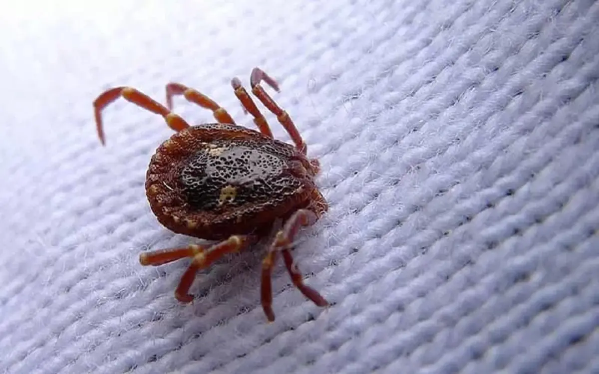 Come eliminare gli acari in modo naturale? Usa questo ingrediente comune che hai in cucina