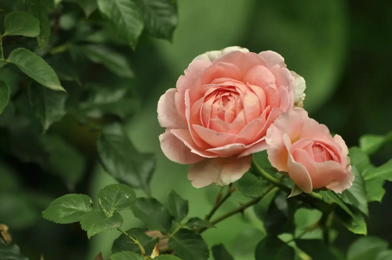 Le rose più belle e resistenti del mondo: ecco quali scegliere per un giardino spettacolare