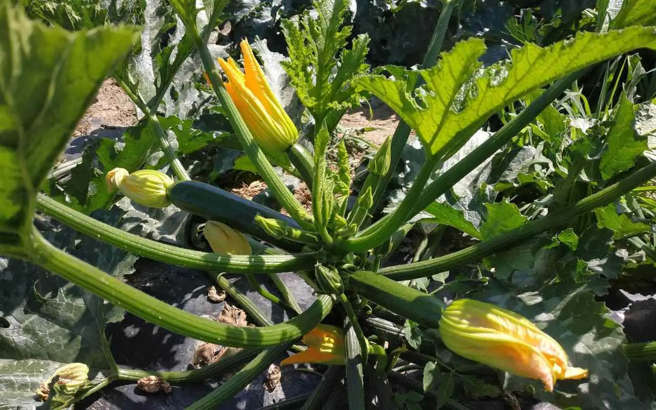 Attenzione a questo segno sulle zucchine: se lo vedi non mangiarle, fa male