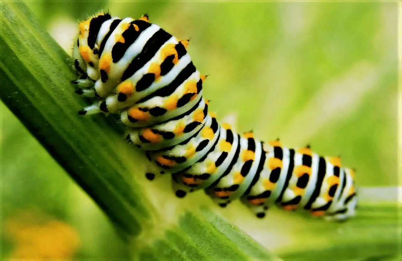 Allarme bruco americano sugli alberi: ecco il sistema rapido per eliminarlo